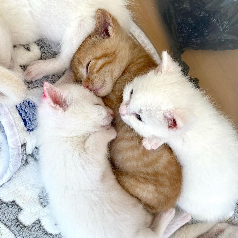 kittens snuggling