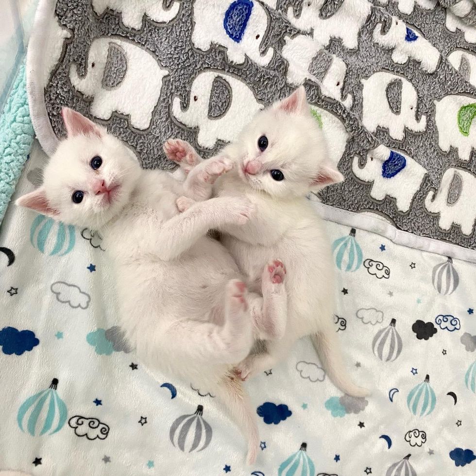 snuggly white kittens