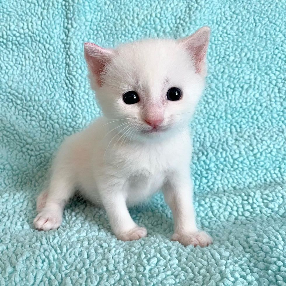 smiley white kitten
