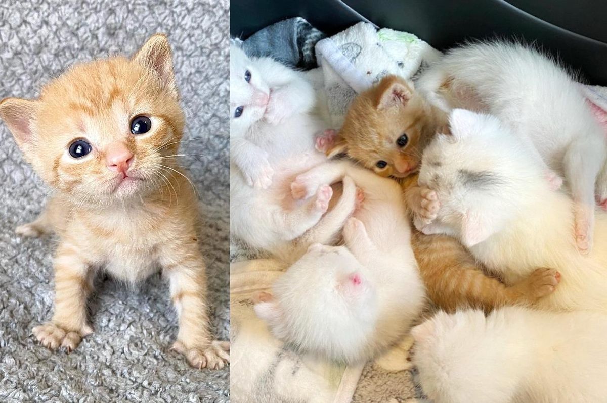 Kittens Arrive at a Family for a Second Chance, the Ginger Kitten is the Most Opinionated of All