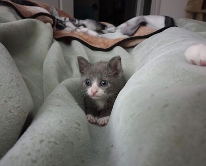 grey kitten tiny