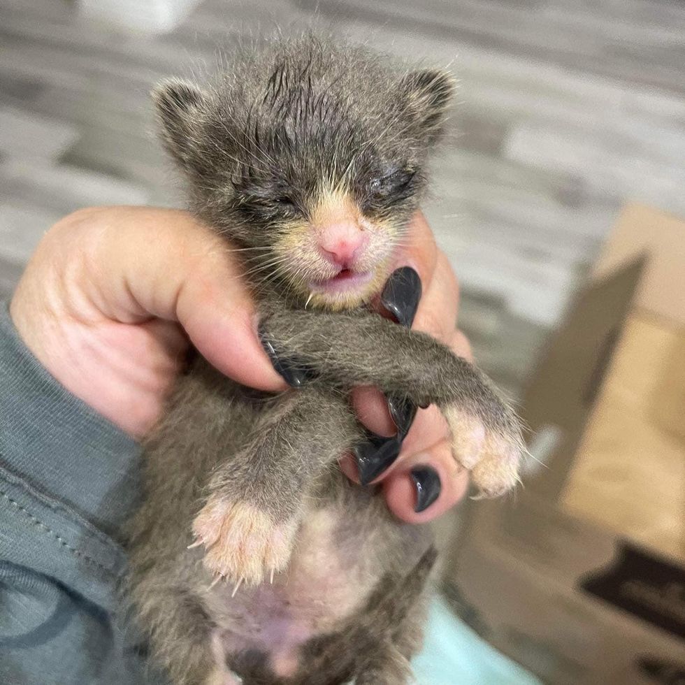 orphaned kitten