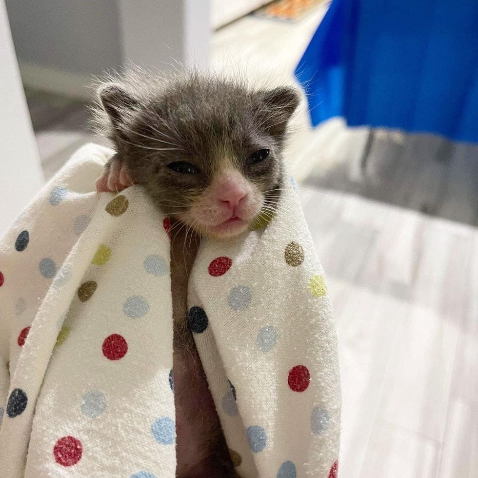 purrito kitten sandman