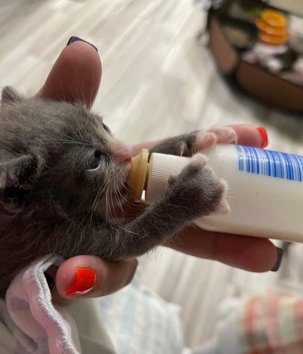 bottle kitten sandman