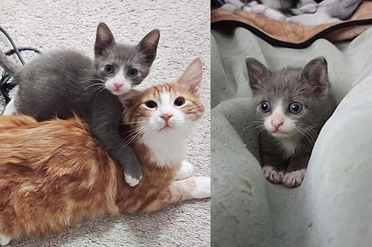 Kitten Who was Found Waddling Alone, Never Gives Up, Now Has a Cat to Show Him the Ropes