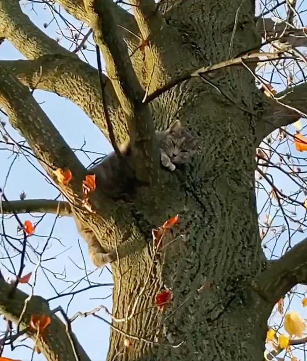 cat stuck in tree