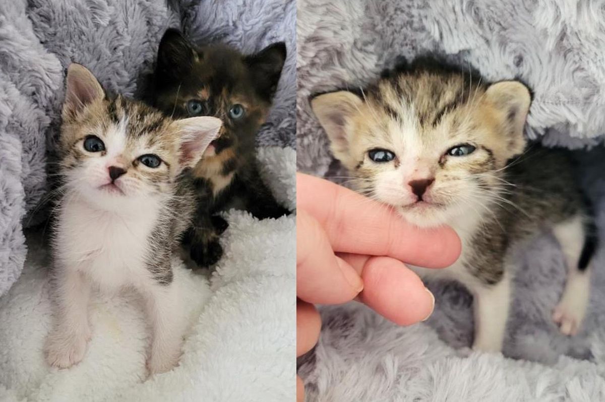 Stray Kitten Who Made It Through Hurricane Ian, Becomes Little Protector to Another Kitten in Need