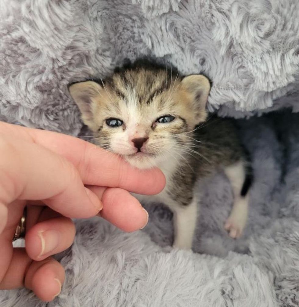 stray kitten hurricane