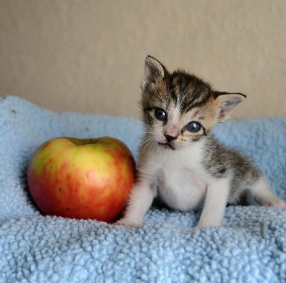 kitten apple size