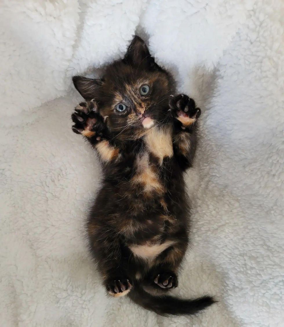 cute kitten belly