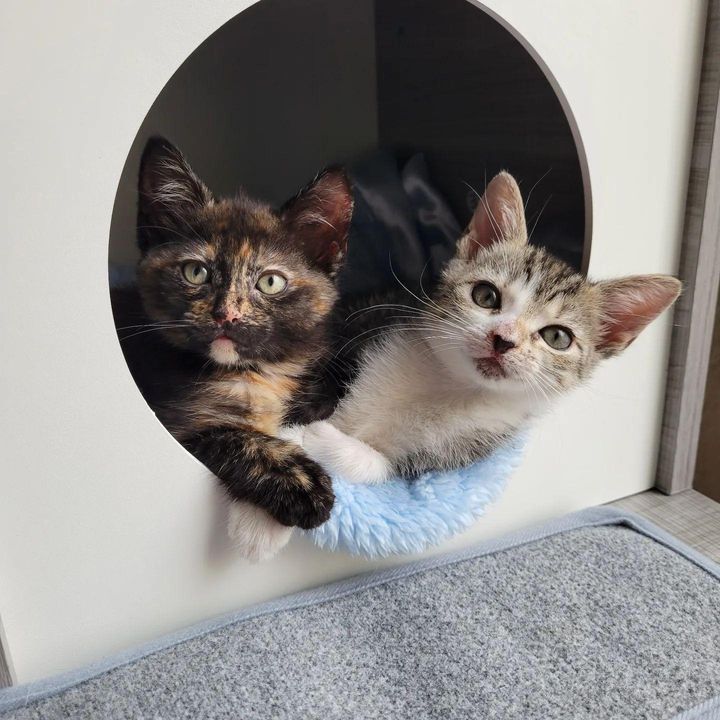 mia rumi kittens