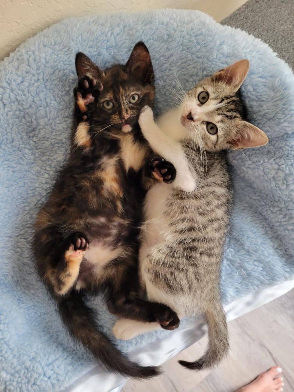 snuggling kittens rumi mia