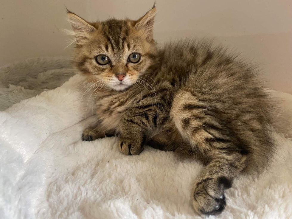 fluffy tabby kitten leg