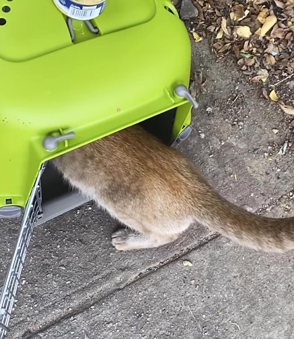 stray feline  orangish  carrier
