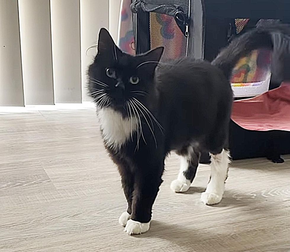 beautiful tuxedo cat lucky