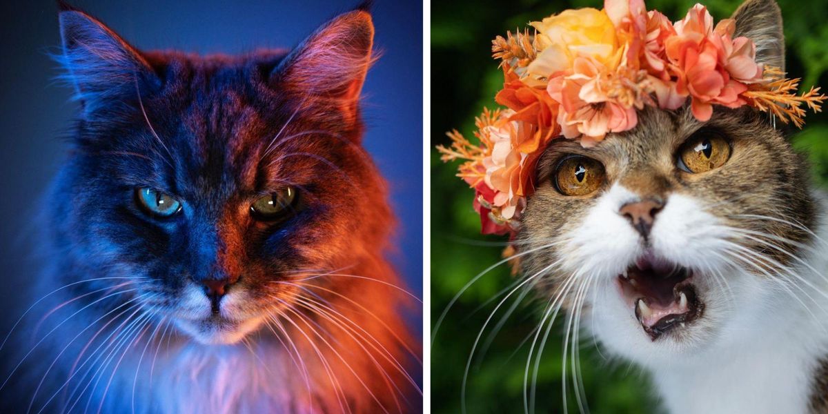 Cat photographer captures candid cat images
