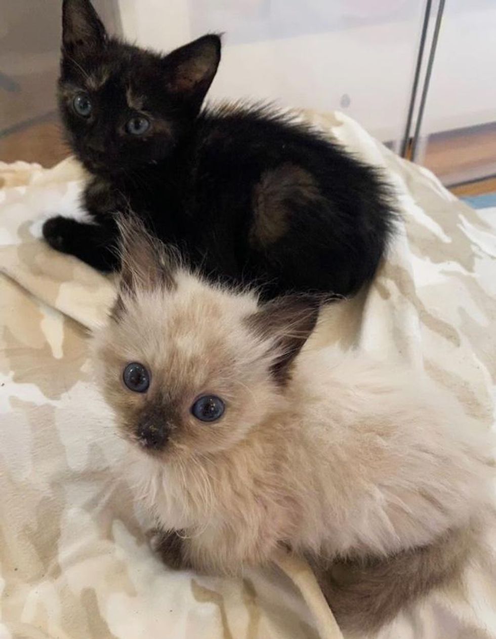 kitten siblings