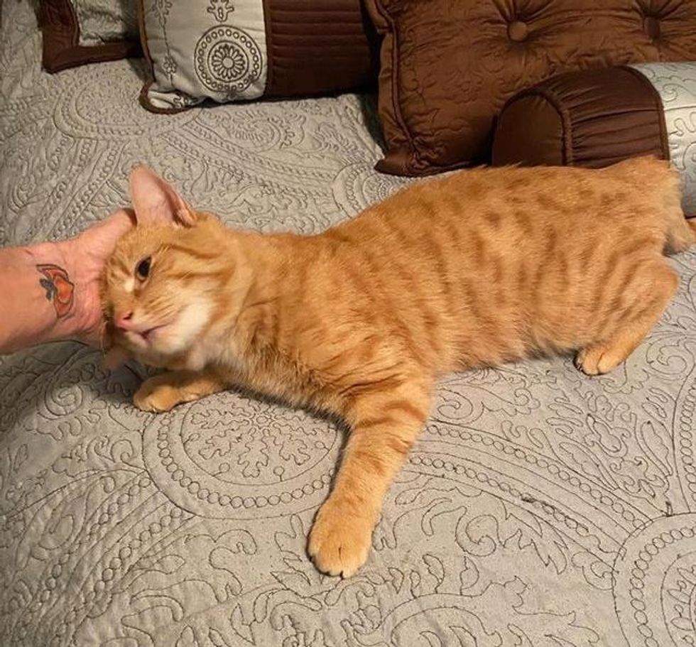 snuggly orange cat