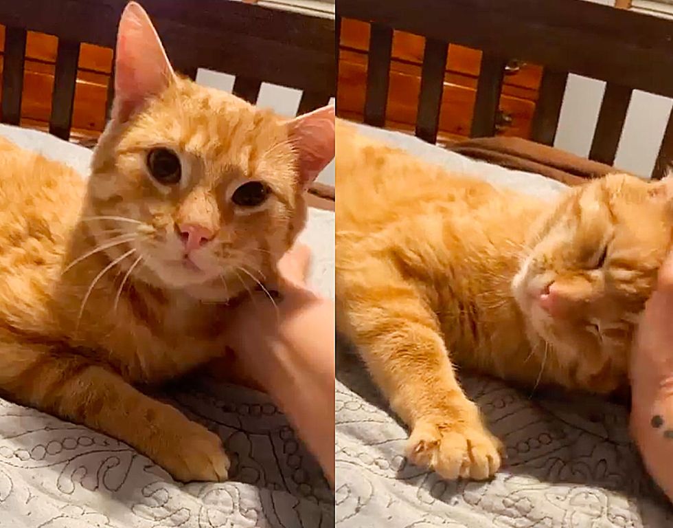 affectionate ginger cat