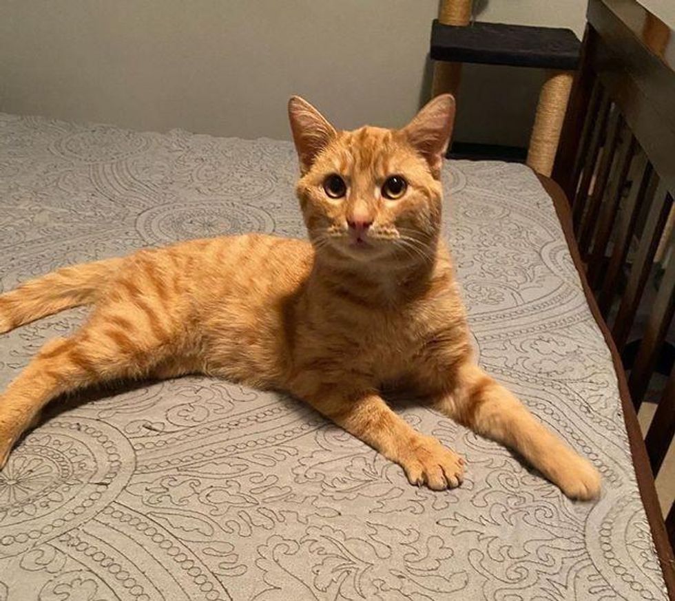 orange tabby cat ollie