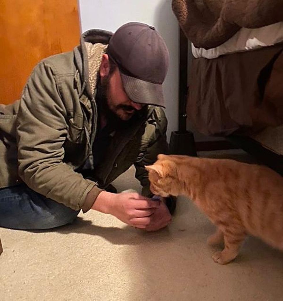 orange cat adopt man