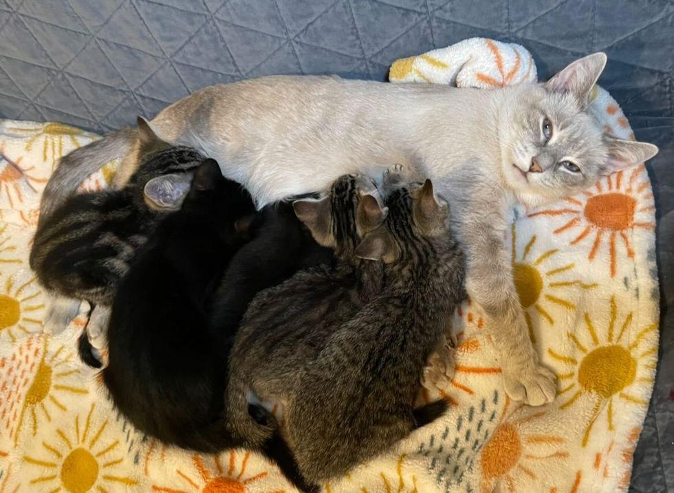 cat mom nursing kittens, bella the cat