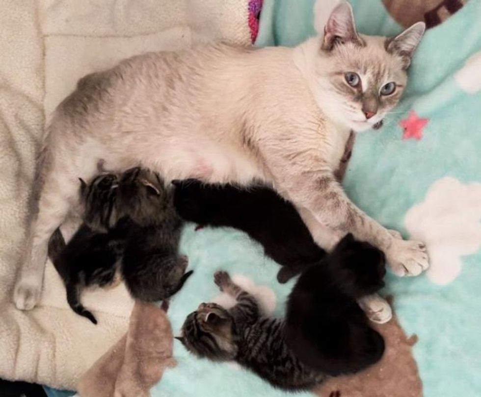 cat mom nursing kittens