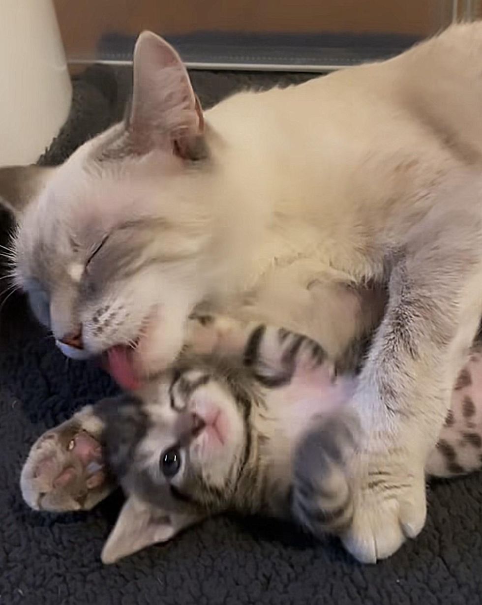 cat grooms kitten