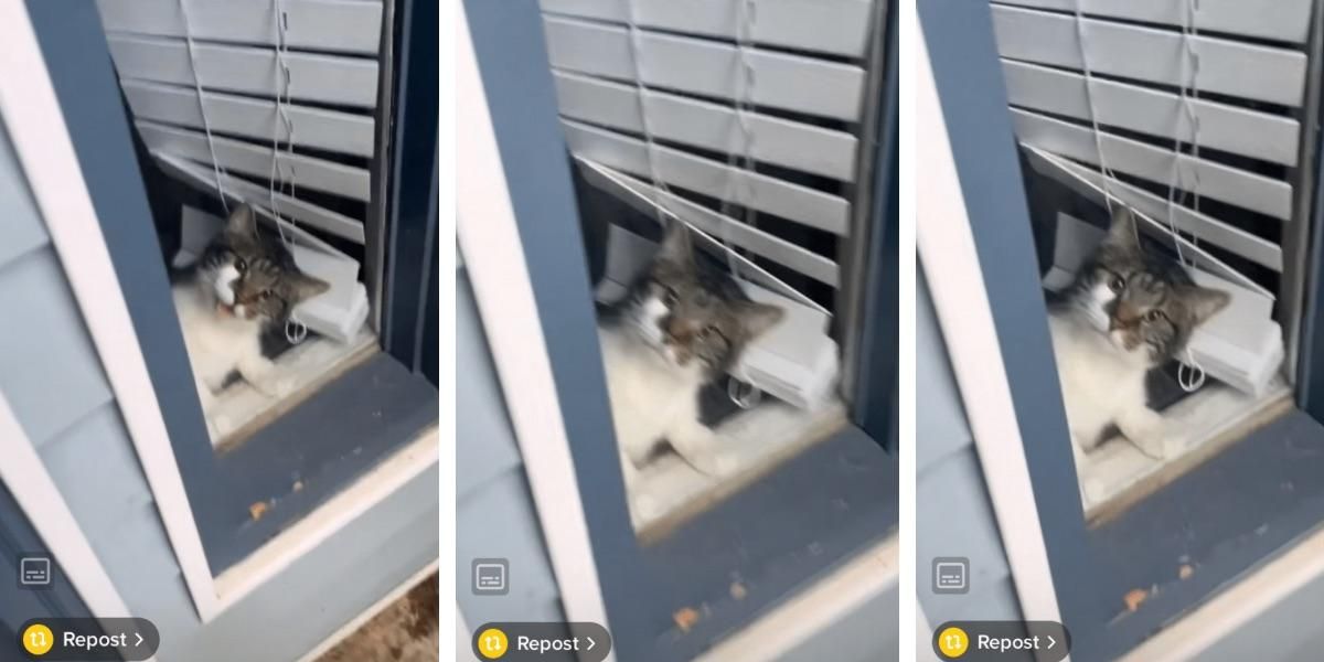 Cat hilariously rats out owner in front of the landlord who has a 'no pets' policy