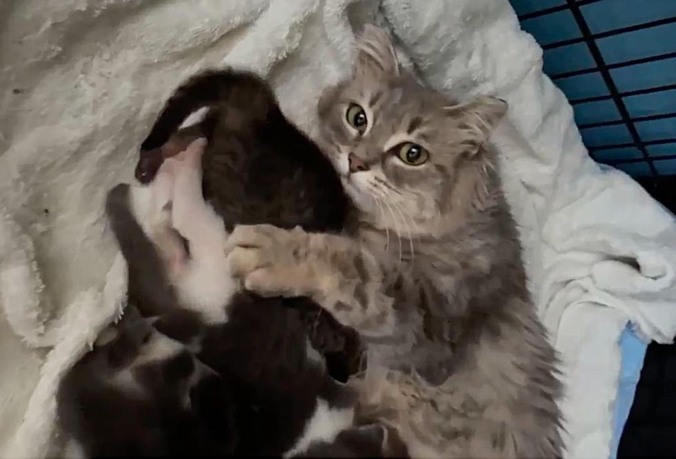 cat hugs kittens