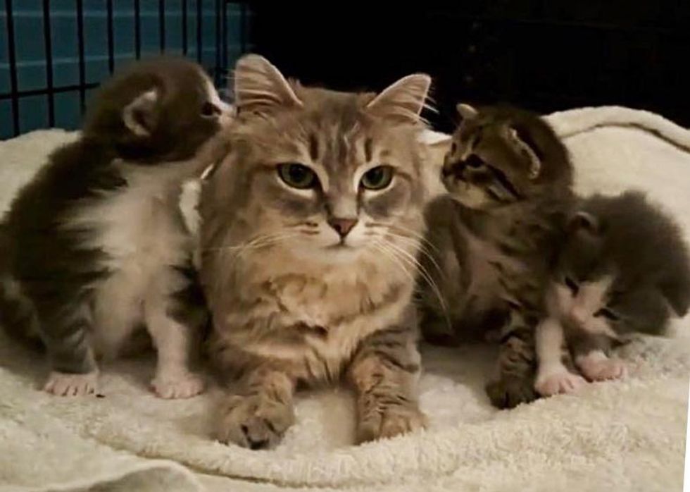 cat mom kittens