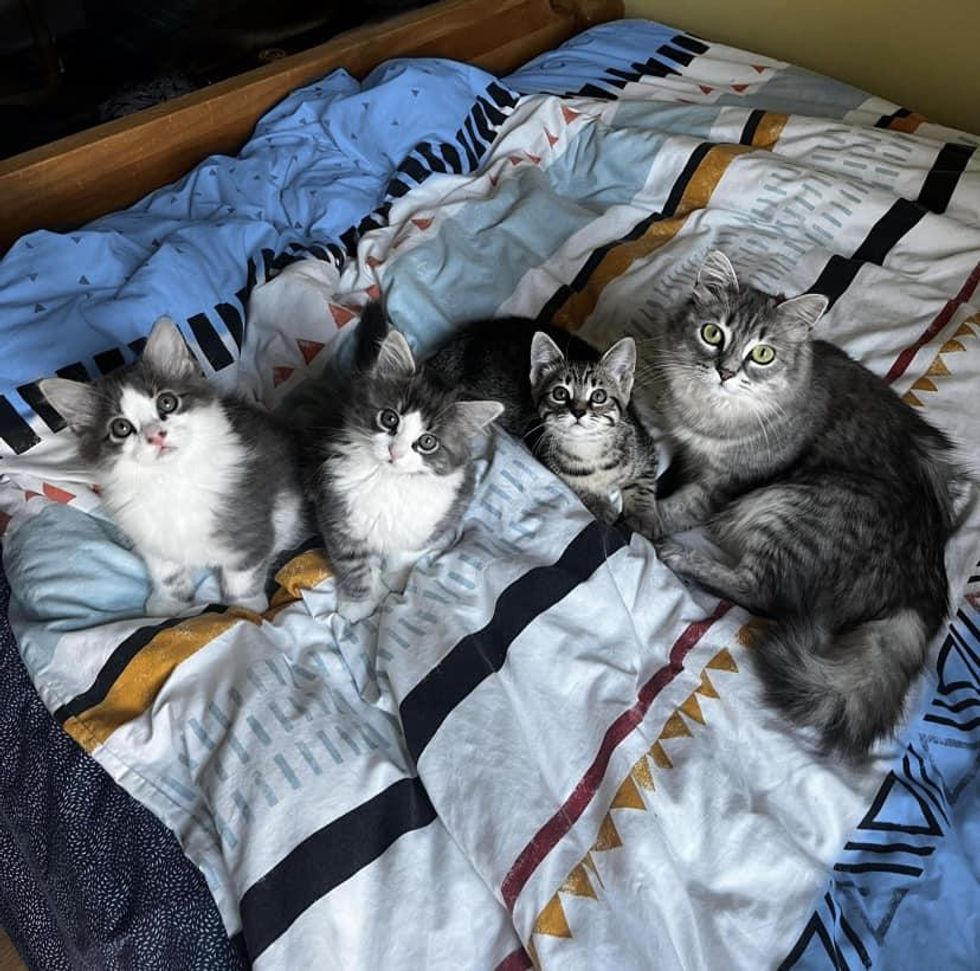 cat mom three kittens
