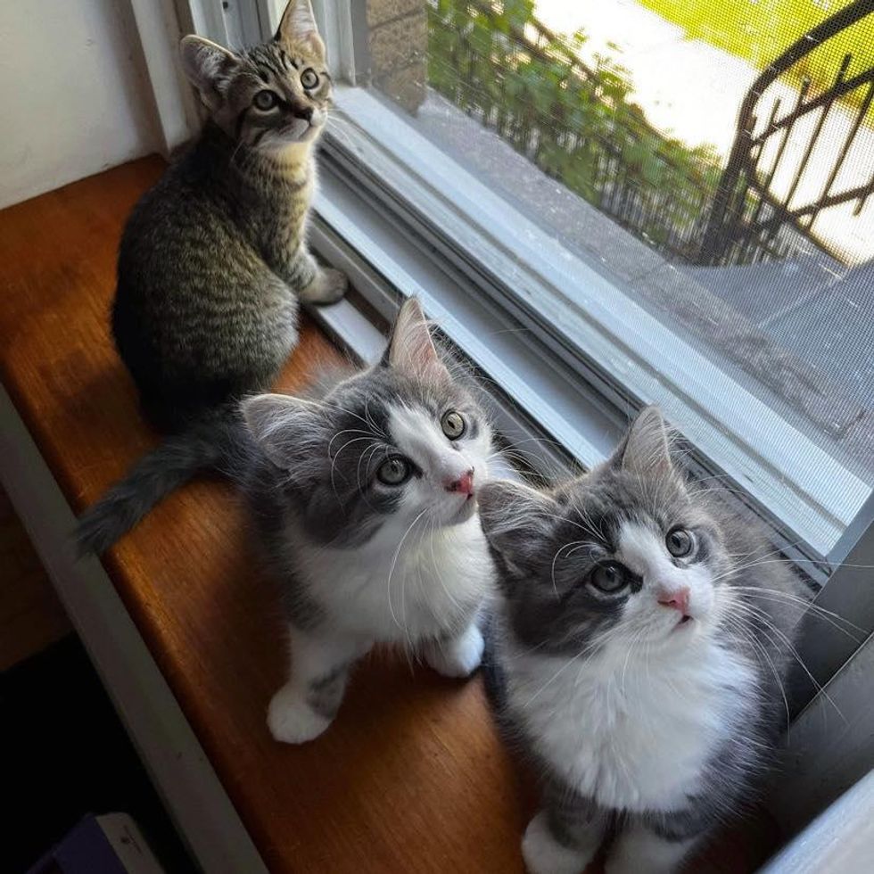 three kittens by window