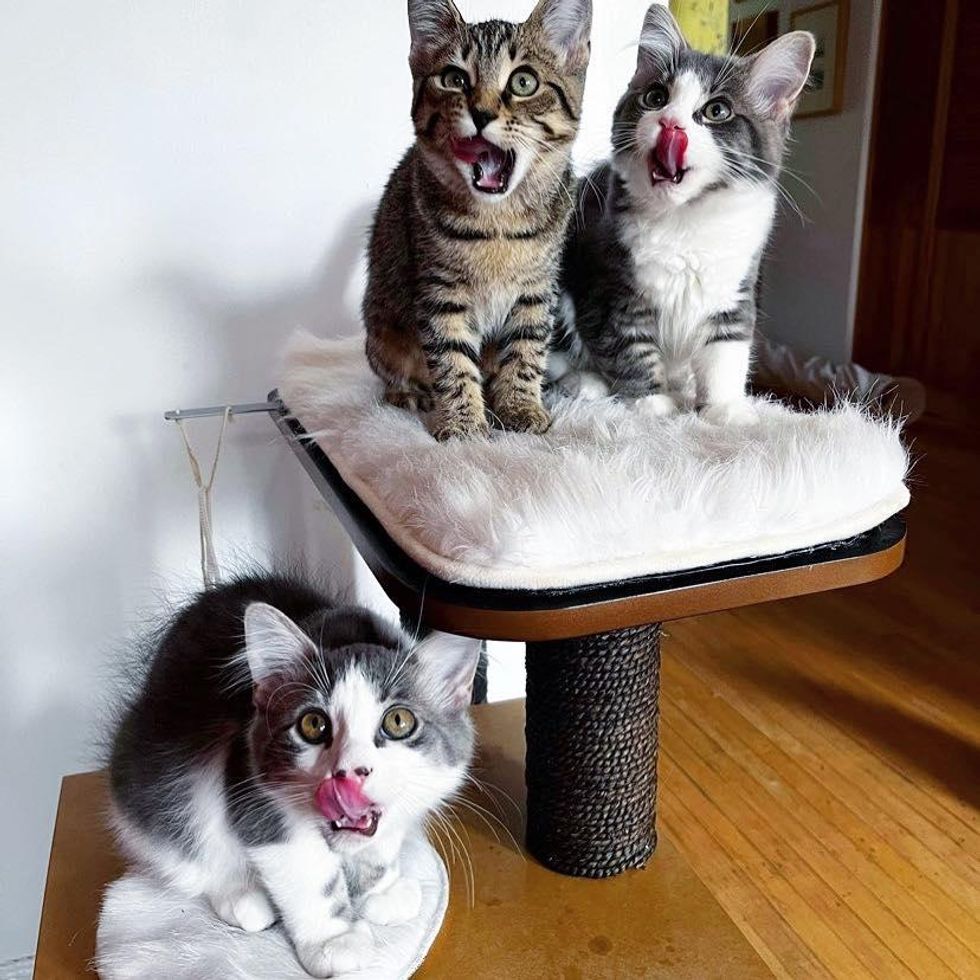 cat kittens tongue out
