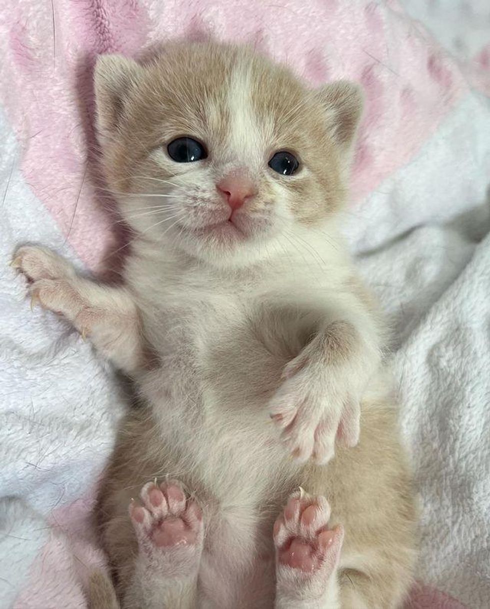 kitten pinkish  paws cider
