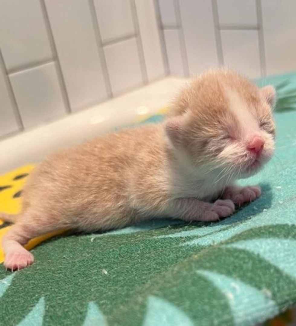 baby kitten tiny cider