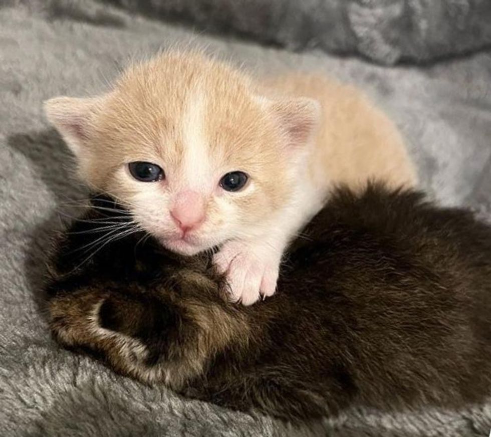 kittens snuggling