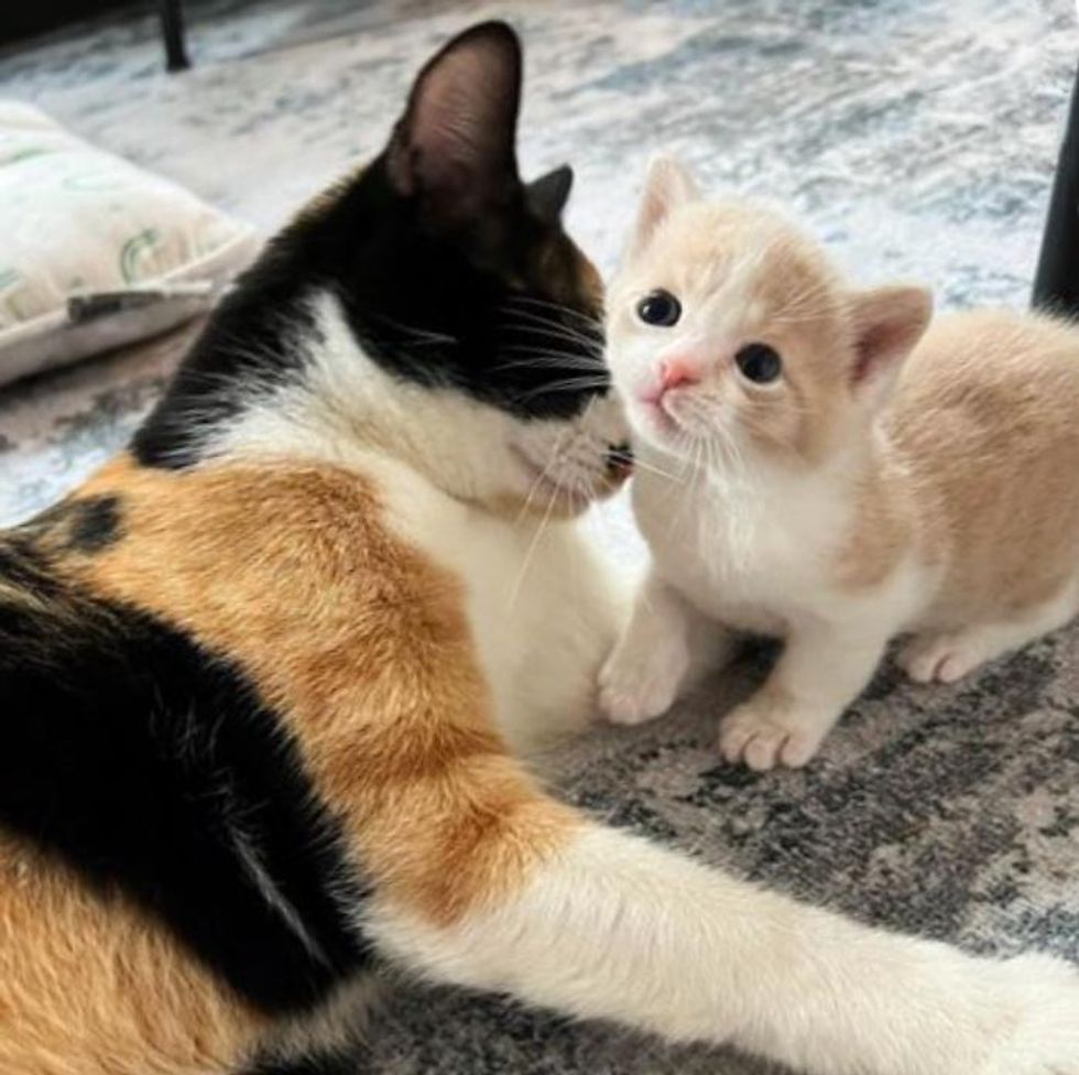 cat adores kitten