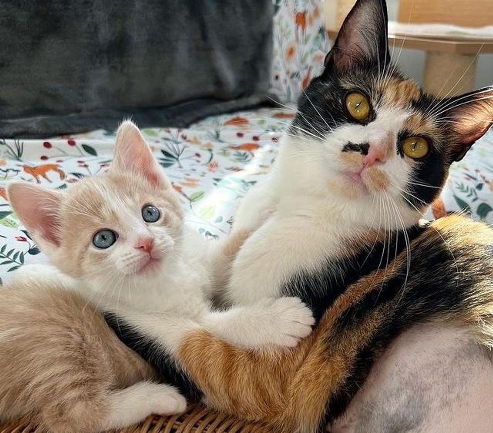 cat calico hugs kitten