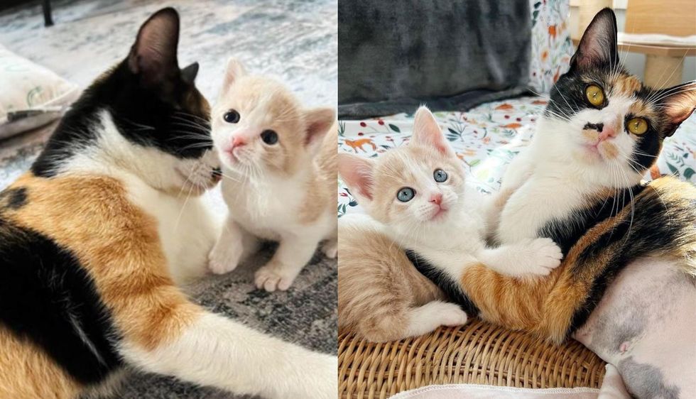 Cat Has Never Lost Focus on Caring for Her Kitten After They Were Found Together Outside