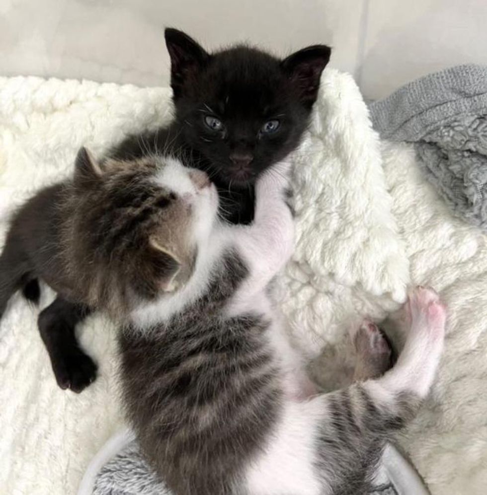 cuddle kittens