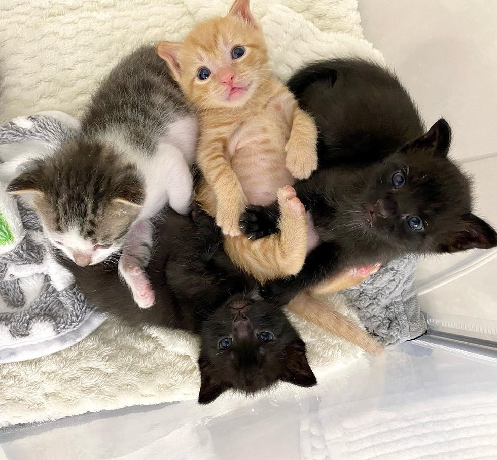 cuddle puddle kittens