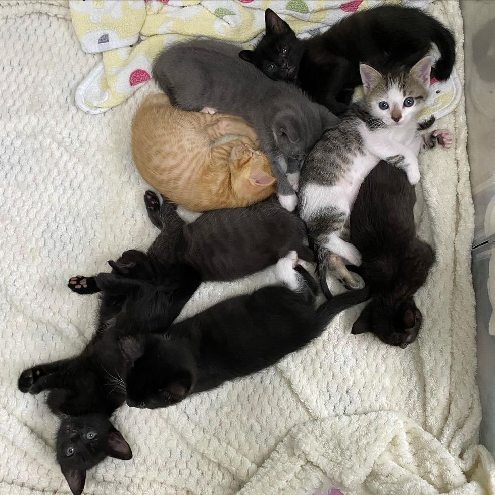 kittens cuddling puddle