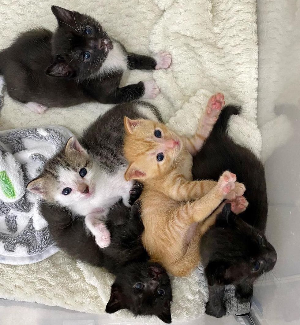 kittens cuddling pile