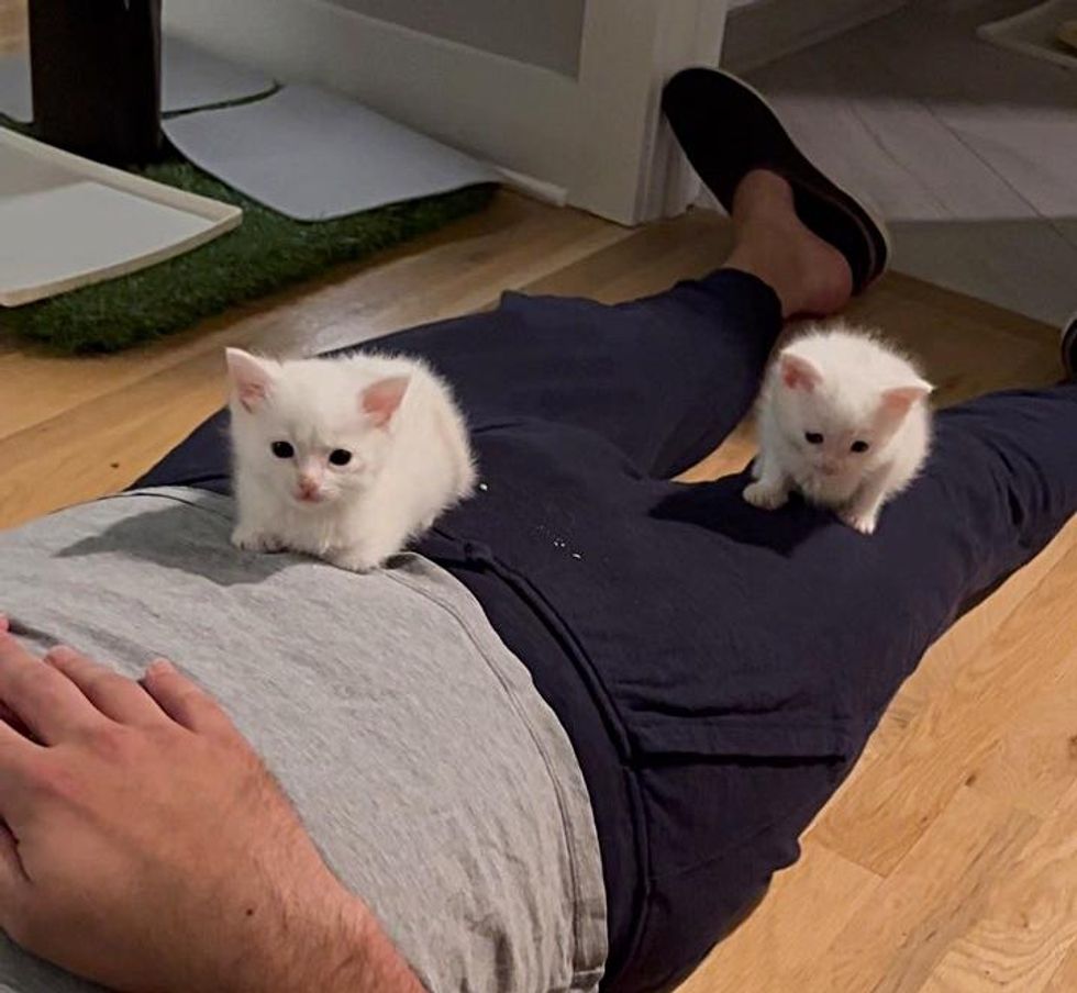 lap kittens cute