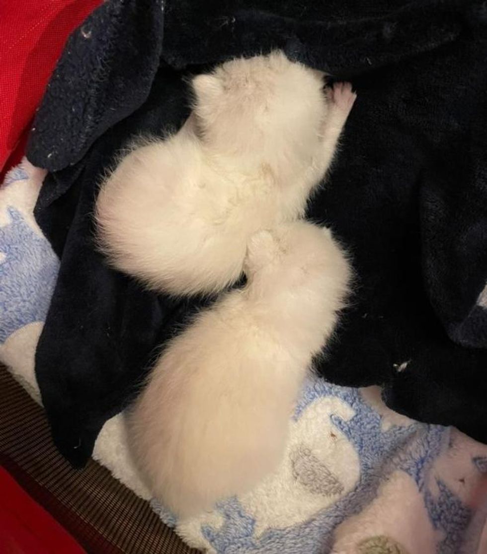 twin kittens foster