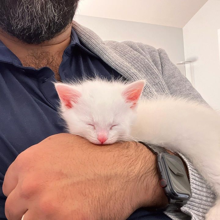 kitten snuggling man