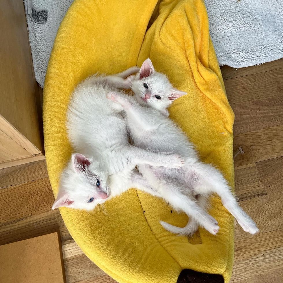snuggly kittens adele squeak