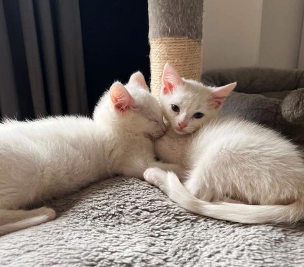 bonded kittens adele squeak