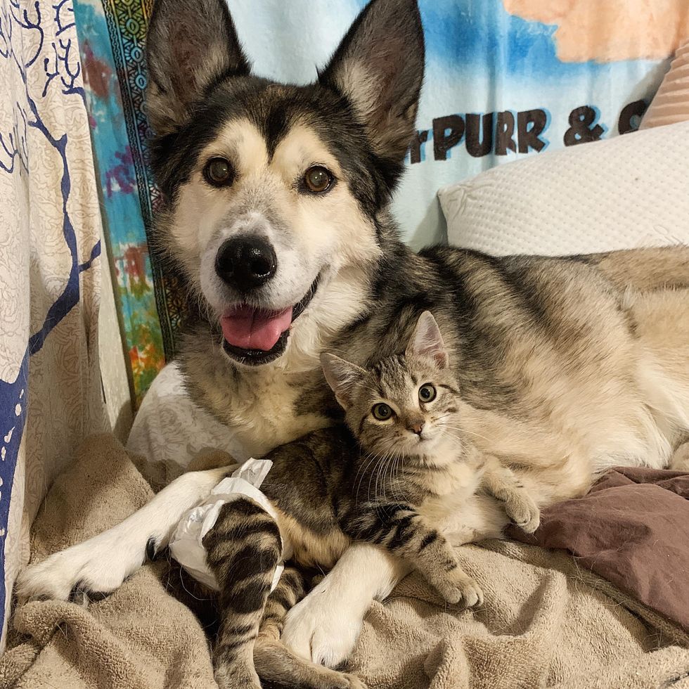 dog kitten special hugs